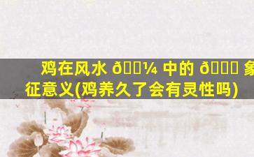 鸡在风水 🐼 中的 🐝 象征意义(鸡养久了会有灵性吗)